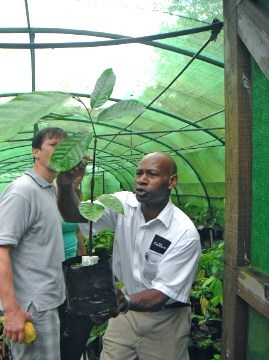 grafting-a-seedling