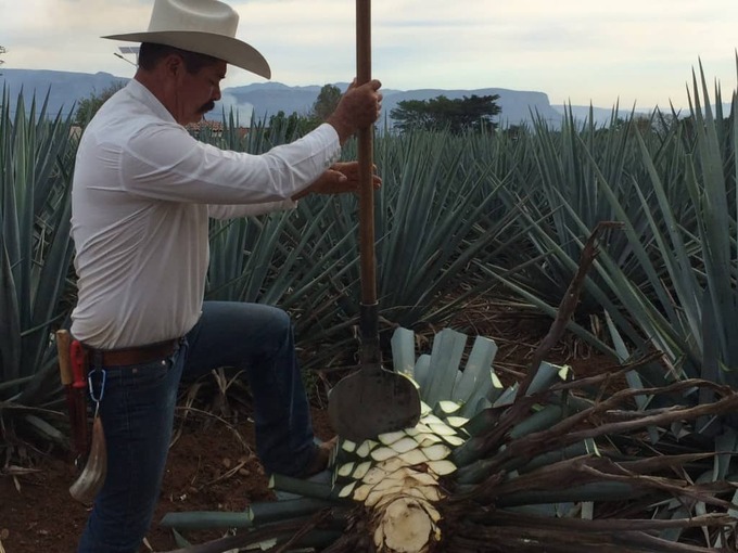blue-agave