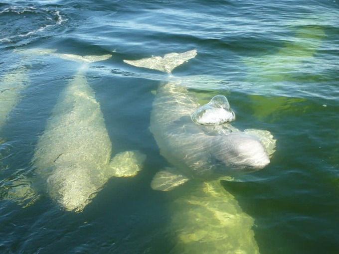 churchill-manitoba beluga-whales