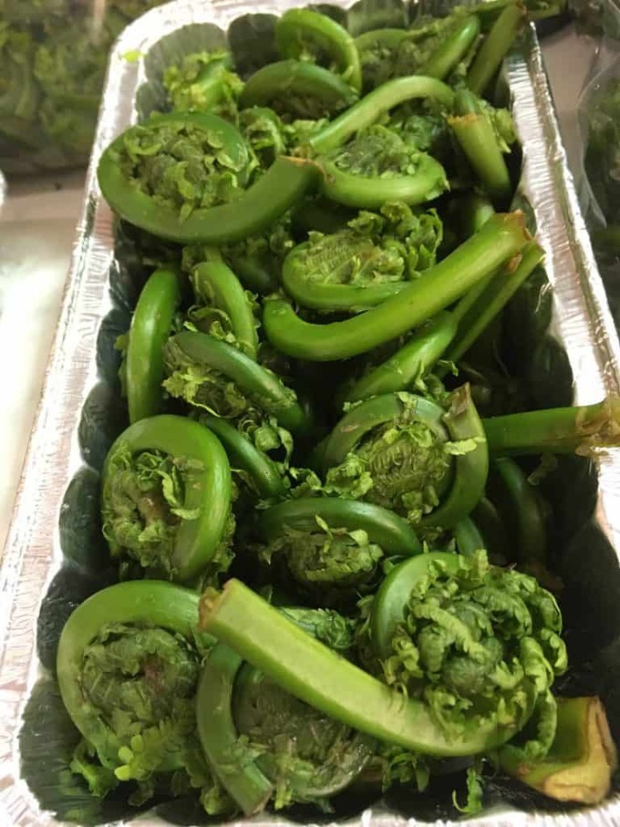 picking-fiddleheads-fredericton-new-brunswick