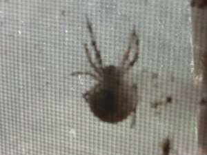 spiders are definitely not my favourite thing.
