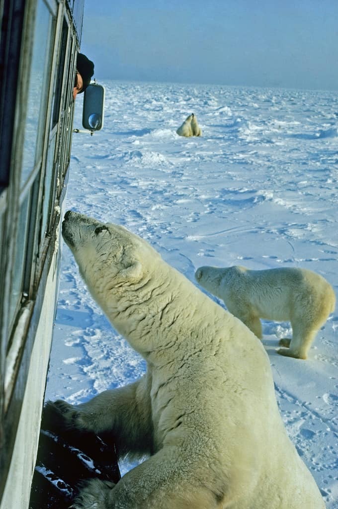 Polar bears along the shores of Hudson Bay in Churchill, Manitoba wait for seals
