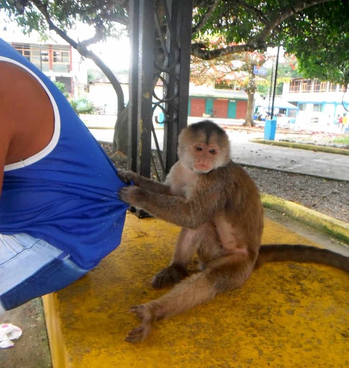 capuchin monkey capuchin-monkey