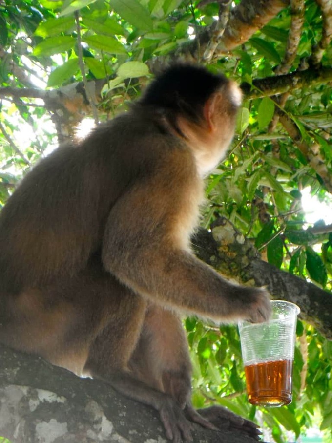 monkeys of Misahualli monkeys-of-Misahualli