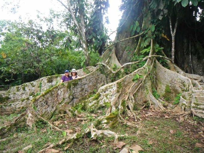 the massive kapok tree on Elizabeth's property kapok-tree