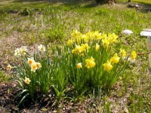 daffodils