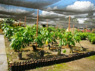 Cacao seedlings at the CATIE research station in Costa Rica.