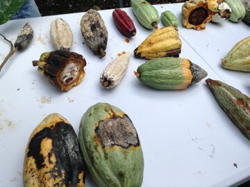 This photo shows cocoa pods at various stages of Frosty Pod Rot. 