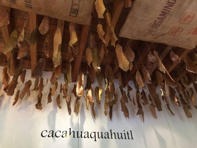 dried-cacao-leaves