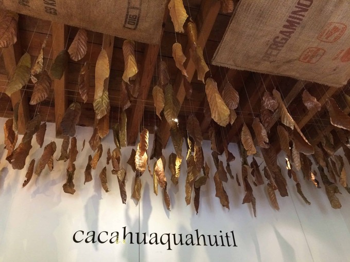 dried-cacao-leaves