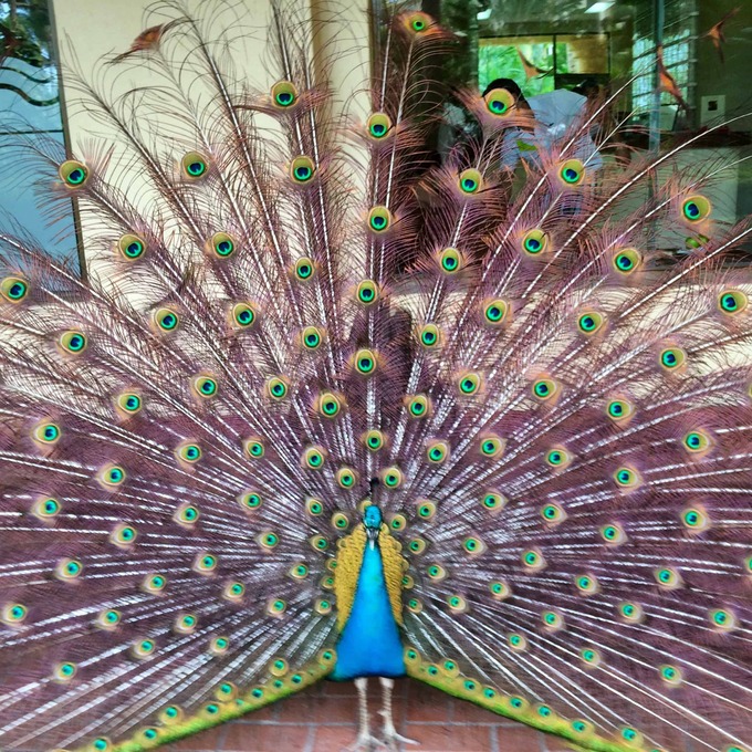 Velas Vallarta A Great Place To Stay In Pv Chocolatour With Doreen Pendgracs Chocolate Adventurist And Wizard Of Words