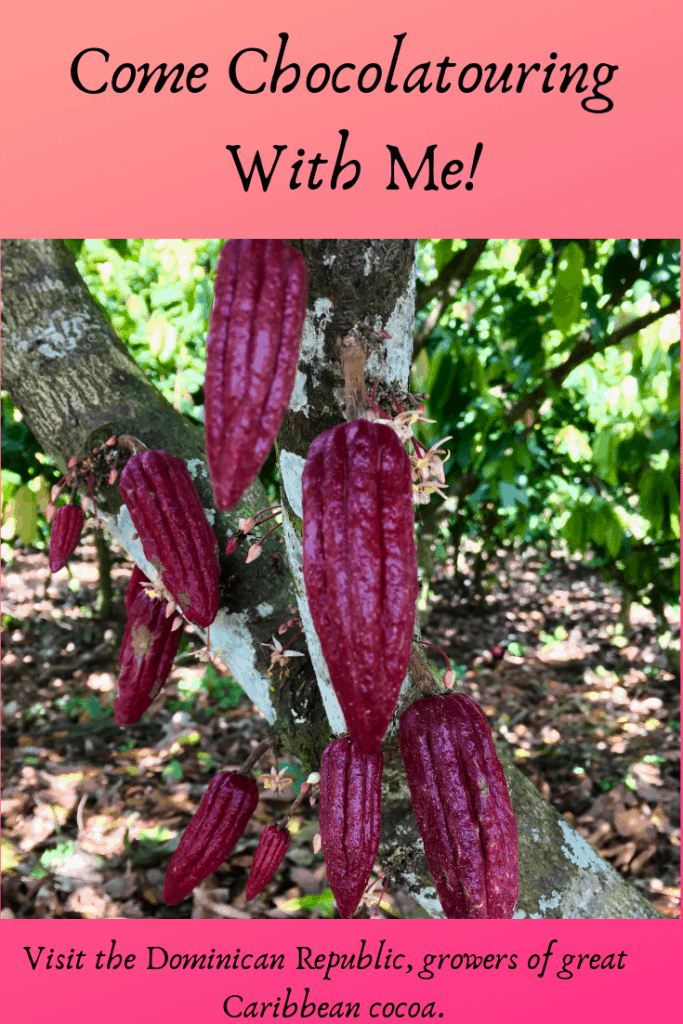 growing-cacao