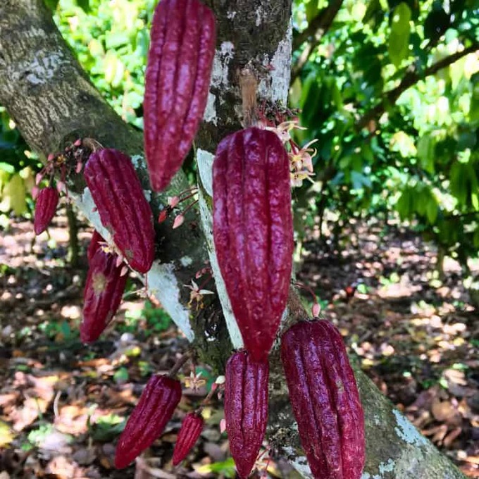 growing-cocoa-dominican-republic