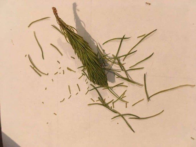 palette-de-bine