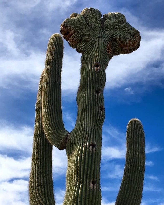 Desert Botanical Garden: a perfect place for plant enthusiasts who love ...