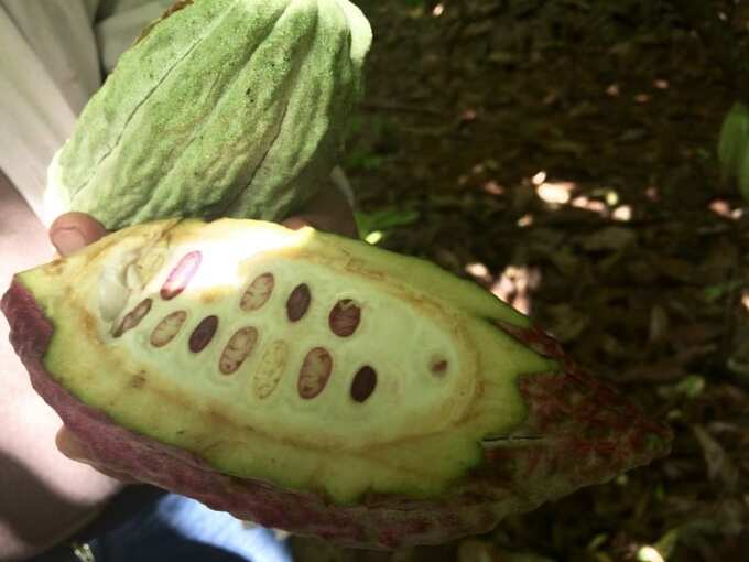 growing-cocoa-belcolade