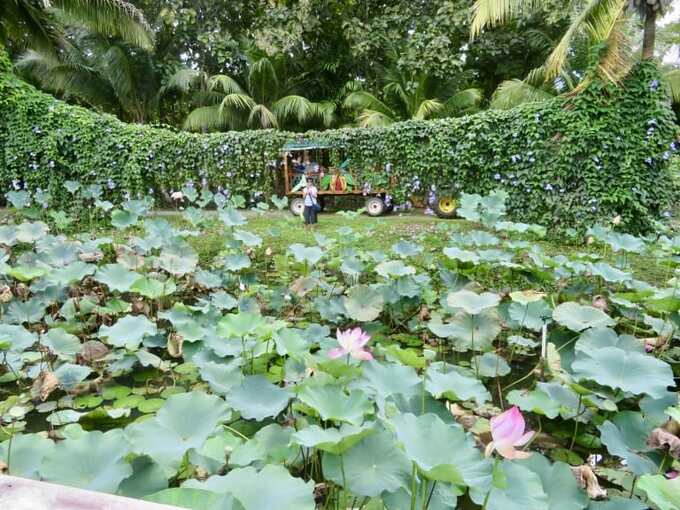 belize-spice-farm