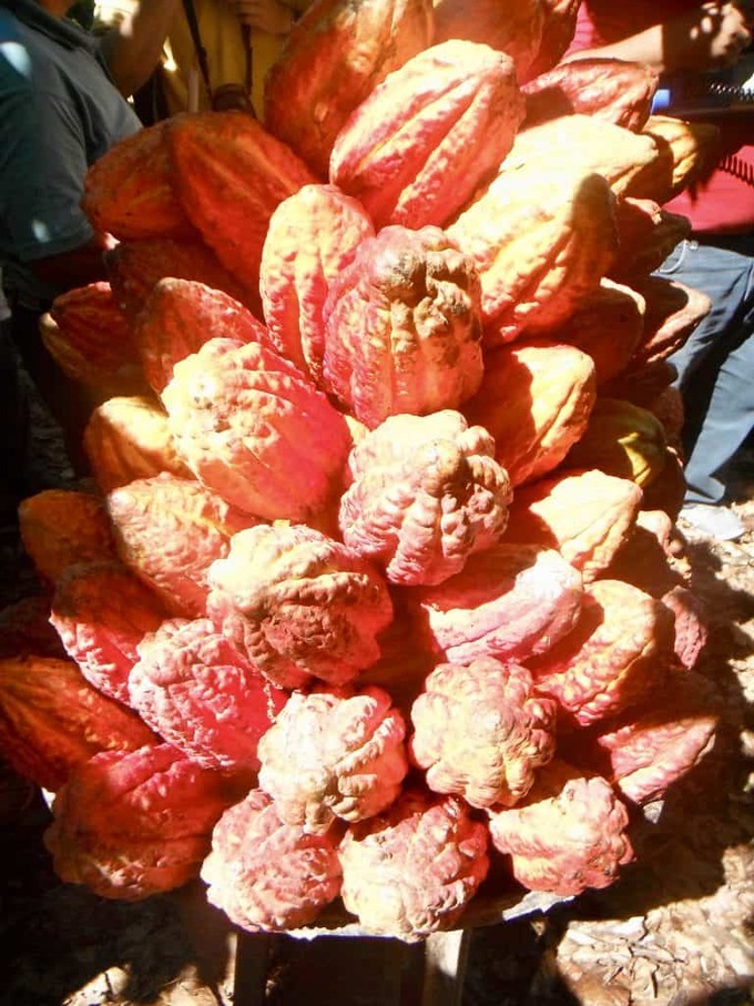 cocoa-pods