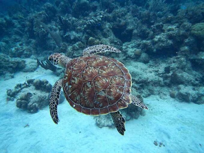 No wonder I love turtles so much!