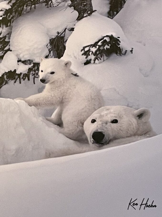 Polar bear sleeping on tiny iceberg drifting in Arctic sea captured in  heartbreaking photo