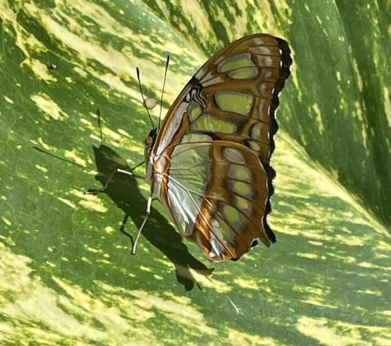 Aruba-butterfly-farm