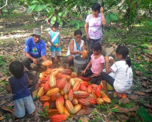 Cocoa Harvest Peru